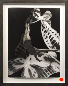 Duikster-Jutterslab-fotogram-816x1024