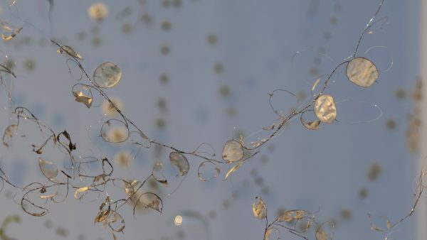 Lunaria