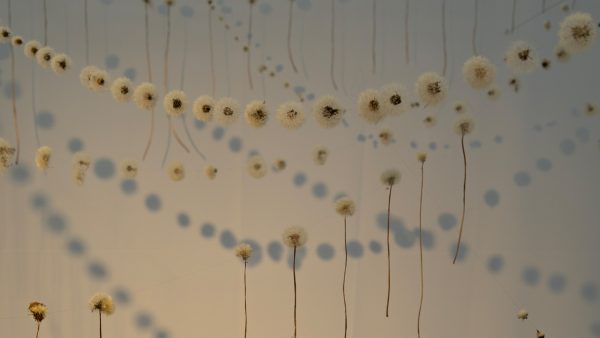 Taraxacum